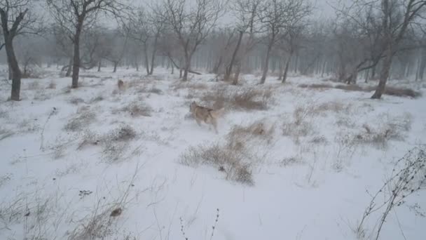 Cães Husky Siberianos Jogando Floresta Nevada — Vídeo de Stock