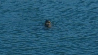 Howth, İrlanda oynayan sevimli mühürler