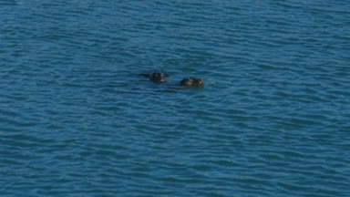 Howth, İrlanda oynayan sevimli mühürler