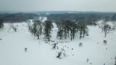 Geyikler Phoenix Park, Dublin, İrlanda karda havadan görünümü.