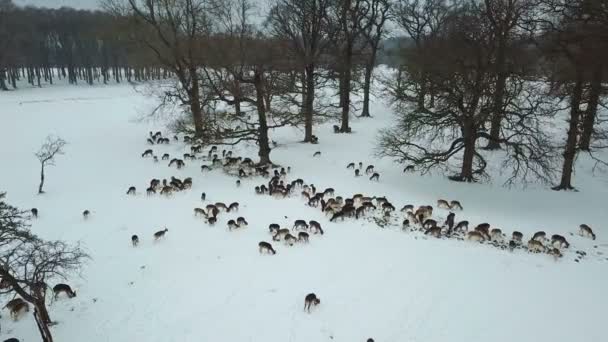 Vista Aerea Dei Cervi Nella Neve Nel Phoenix Park Dublino — Video Stock