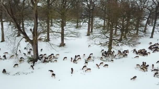 フェニック スパーク ダブリン アイルランドで雪の中で鹿の航空写真 — ストック動画