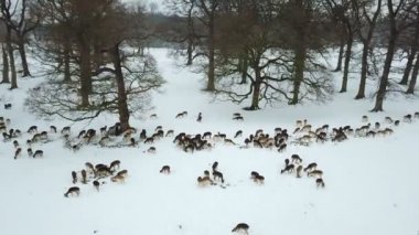 Geyikler Phoenix Park, Dublin, İrlanda karda havadan görünümü.