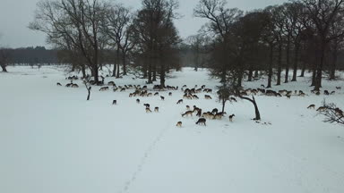 Geyikler Phoenix Park, Dublin, İrlanda karda havadan görünümü.