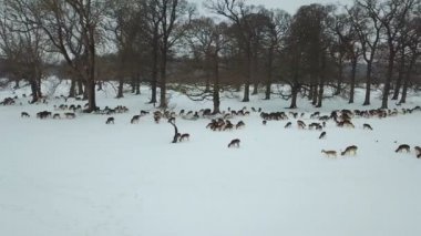 Geyikler Phoenix Park, Dublin, İrlanda karda havadan görünümü.