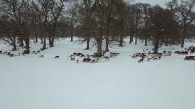 Geyikler Phoenix Park, Dublin, İrlanda karda havadan görünümü.