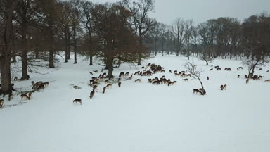 Geyikler Phoenix Park, Dublin, İrlanda karda havadan görünümü.