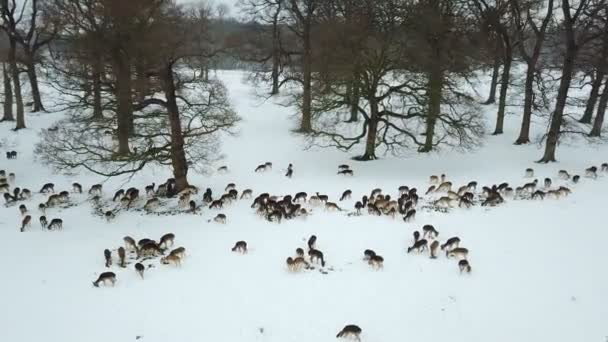 Luftaufnahme Von Hirschen Schnee Phoenix Park Dublin Irland — Stockvideo