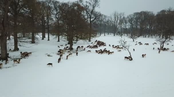 爱尔兰都柏林凤凰公园雪中鹿的鸟瞰图 — 图库视频影像