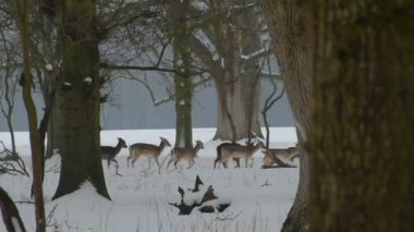 Geyikler karda Phoenix Park, Dublin, İrlanda.