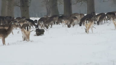 Geyikler karda Phoenix Park, Dublin, İrlanda.