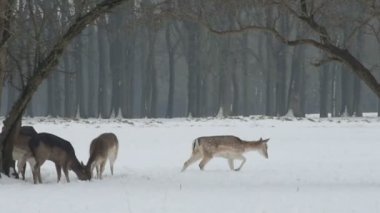 Geyikler karda Phoenix Park, Dublin, İrlanda. 