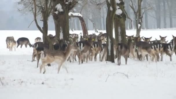 Deers Snow Phoenix Park Dublin Ireland — Stock Video