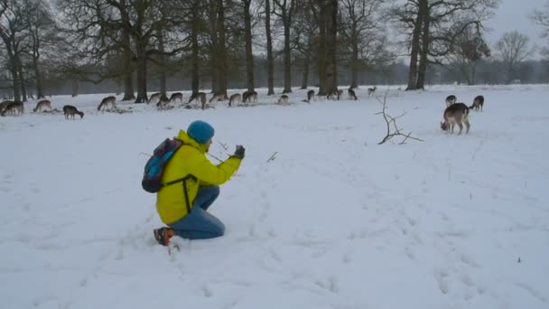 Hombre Fotografiando Ciervos Nieve Usando Teléfono Phoenix Park Dublín Irlanda — Vídeo de stock