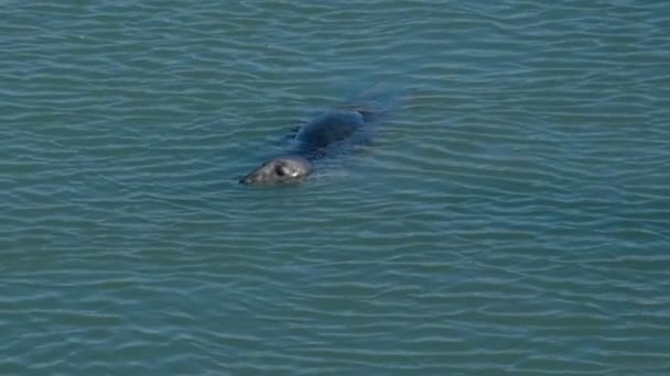 Phoque Sauvage Mignon Nageant Mer Howth Irlande — Video