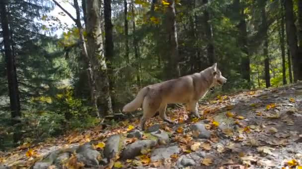 Schattig Siberische Husky Karpaten Bos — Stockvideo