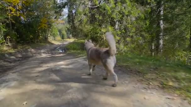 Husky Sibérien Mignon Dans Forêt Des Carpates — Video