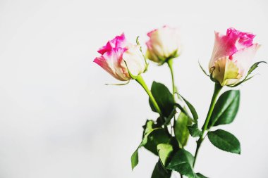 Vazoda üç gül yakın çekim