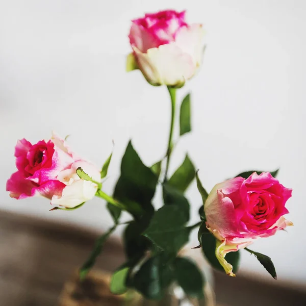 Drei Rosen Der Vase Nahaufnahme — Stockfoto