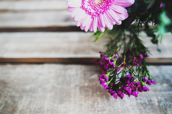 Schöne Rosa Astern Aus Nächster Nähe — Stockfoto