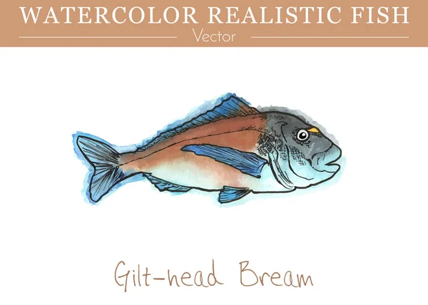 Ακουαρέλα βρώσιμα ψάρια ζωγραφισμένη στο χέρι. Διανυσματική σχεδίαση — Διανυσματικό Αρχείο