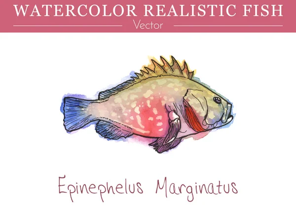 Hand painted watercolor edible fish. Vector design — Stock Vector