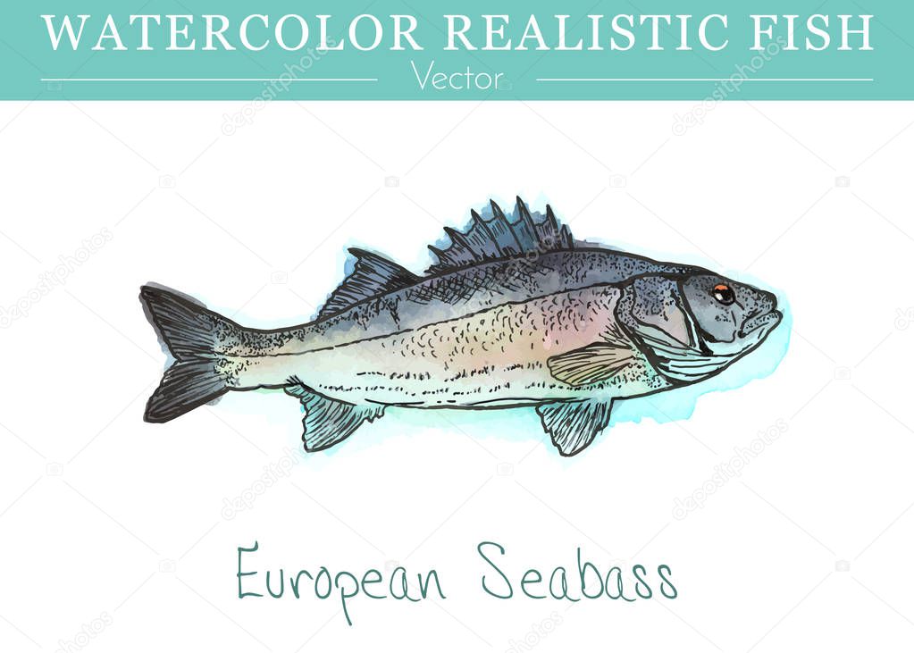 Hand painted watercolor edible fish. Vector design