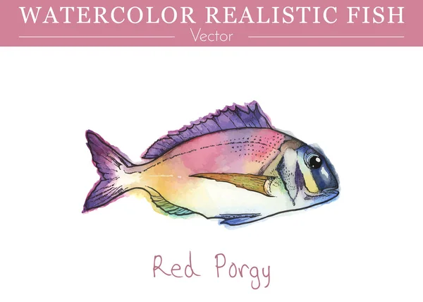 Peixe comestível pintado à mão aquarela. Projeto vetorial Ilustrações De Bancos De Imagens Sem Royalties