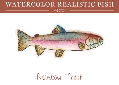 Hand painted watercolor edible fish. Vector design clipart