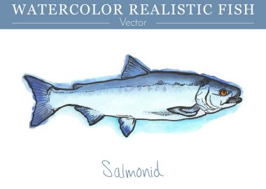 Hand painted watercolor edible fish. Vector design clipart