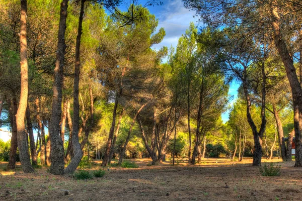 Evening sun in the pine forest — Stock Photo, Image