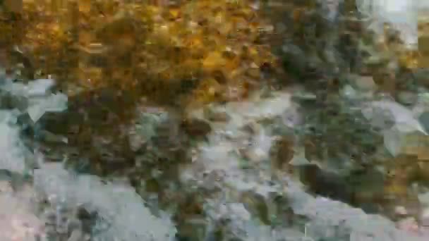 湍急的小溪或河流的水流 — 图库视频影像