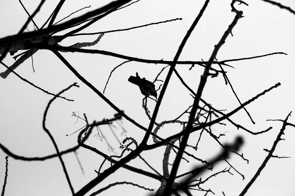 Ворона на ветвях деревьев — стоковое фото