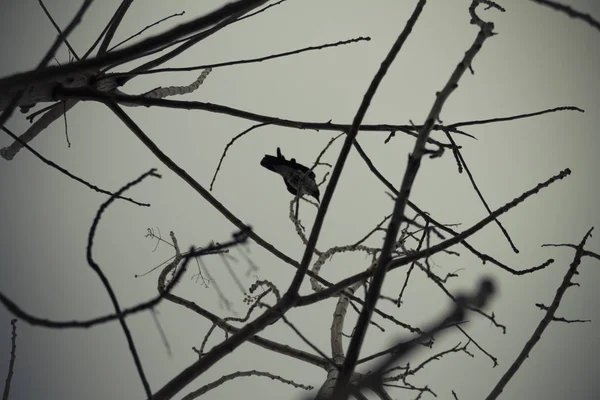 Corvo em galhos de árvore — Fotografia de Stock