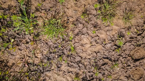 Doku ıslak kahverengi kir çamur — Stok fotoğraf