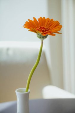 Beyaz arka plan üzerinde beyaz vazoda turuncu gerbera çiçek