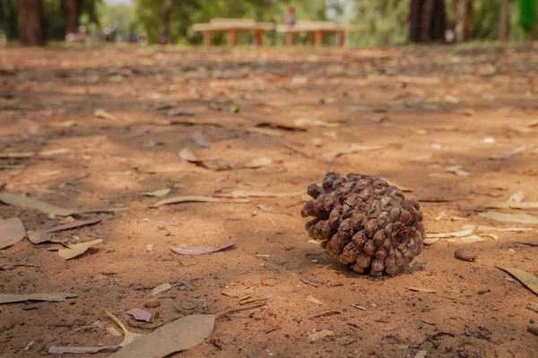 Een droog bruin dennenappel liggend op de grond onder vele droge verlaten — Stockfoto