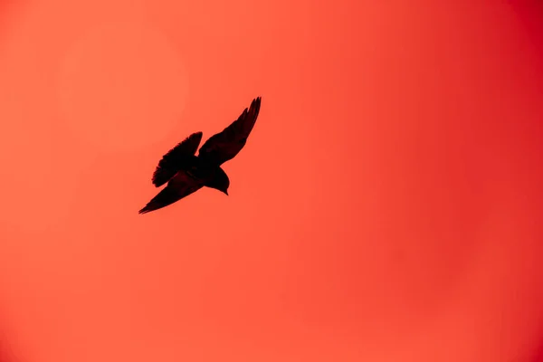 Silhueta de um pombo voando no céu vermelho — Fotografia de Stock