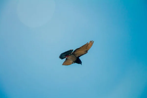 Gökyüzünde uçan bir güvercin düşük açılı — Stok fotoğraf
