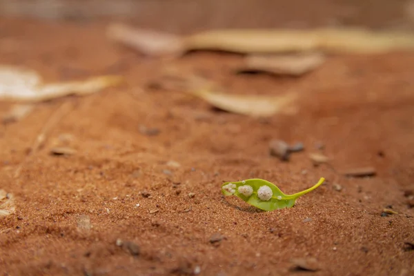 Hoja verde con hongo blanco en el suelo — Foto de Stock