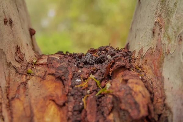 老粗糙的棕色干燥树干表面特写镜头 — 图库照片