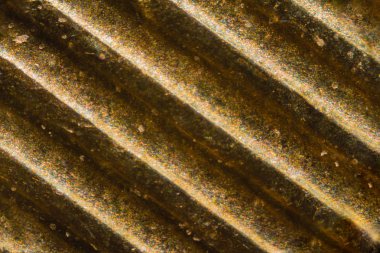 İsrail 10 Agorot sikke mikroskop altında