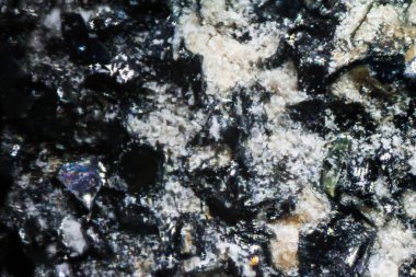 Mikroskop altında siyah tırnak törpüsü