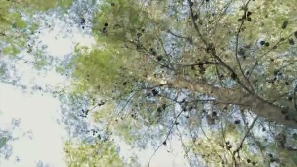 Captura de seguimiento de ángulo bajo de un bosque de pinos — Vídeo de stock
