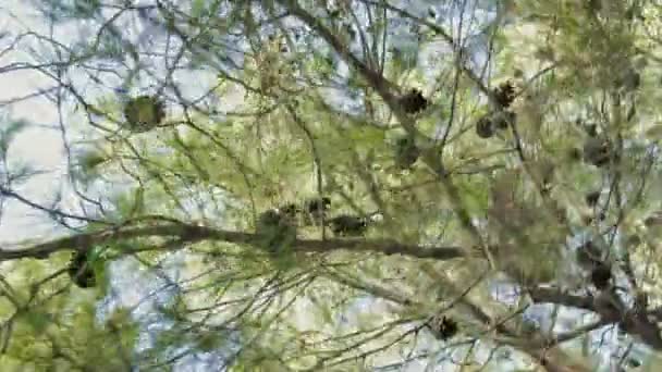 Captura de seguimiento de ángulo bajo de un bosque de pinos — Vídeo de stock