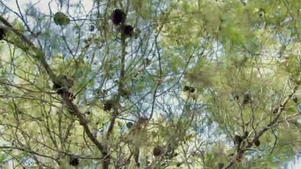 Rastreamento de ângulo baixo tiro de uma floresta de pinheiro — Vídeo de Stock