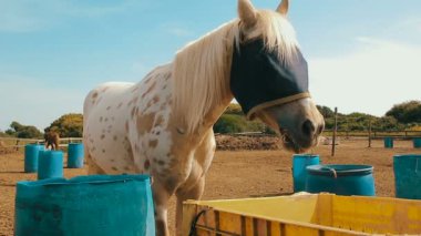 Cinemagraph beyaz at ile bir çuval çuval gözleri Ranch'te kapsayan