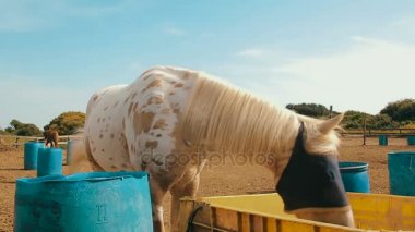 Cinemagraph beyaz at ile bir çuval çuval gözleri Ranch'te kapsayan