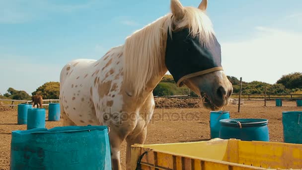Кінематограф білого коня з мішковиною, що закриває очі на ранчо — стокове відео