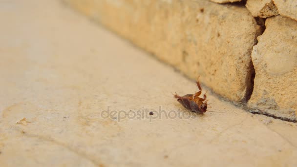 Cinemagraph de mujer cucaracha arena desierto aka Arenivaga africana en su parte posterior — Vídeos de Stock